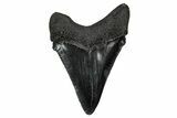Serrated, Juvenile Megalodon Tooth - South Carolina #340642-1